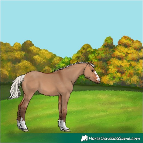 Horse Color:Silver Bay Dun 