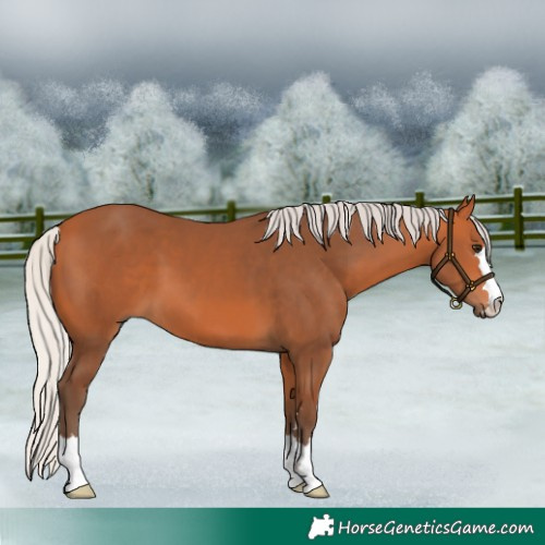 Horse Color:Silver Bay 