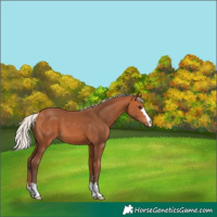 Horse Color:Silver Bay 