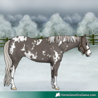 Horse Color:White Spotted Silver Black
