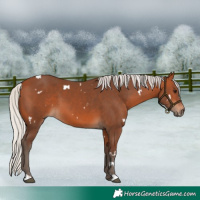 Horse Color:White Spotted Silver Bay
