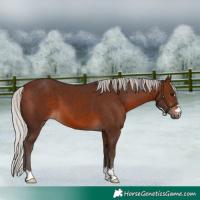 Horse Color:Silver Brown 