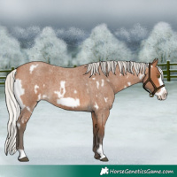 Horse Color:White Spotted Silver Bay Roan Frame