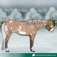 Horse Color:White Spotted Silver Bay Roan Frame 