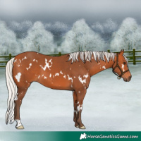 Horse Color:White Spotted Silver Bay 