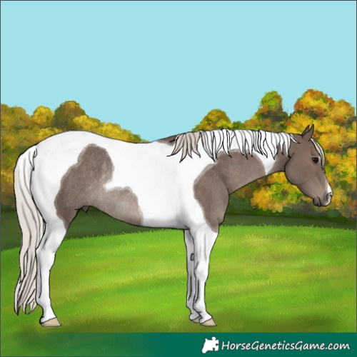 Horse Color:Silver Black Tobiano Rabicano 