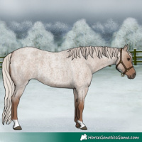 Horse Color:Silver Grullo Roan 