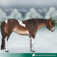 Horse Color:Brown Tobiano Rabicano 