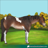 Horse Color:Brown Tobiano Rabicano