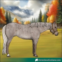 Horse Color:Silver Blue Roan 