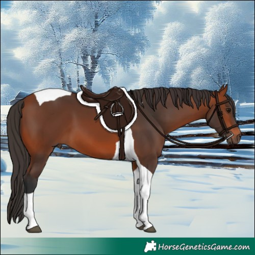Horse Color:Bay Tobiano 