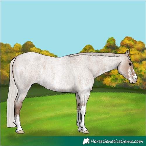 Horse Color:Silver Grullo Roan Sabino 
