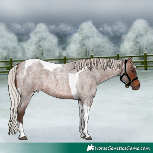 Horse Color:Silver Brown Roan Tobiano Rabicano 