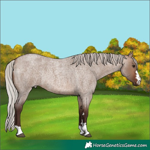 Horse Color:Silver Brown Roan Dun Rabicano 