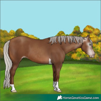 Horse Color:Gray Silver Sable Champagne Tobiano