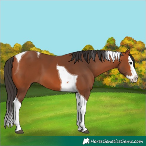 Horse Color:Bay Splash Tobiano 