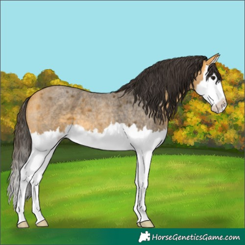 Horse Color:Buckskin Roan Splash 