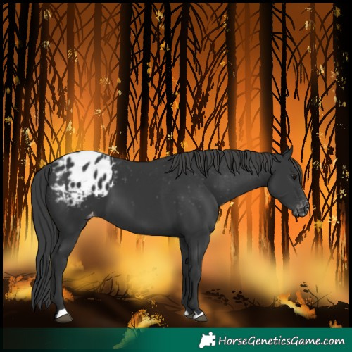 Horse Color:Black Blanket