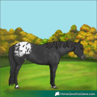 Horse Color:Black Appaloosa 