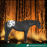 Horse Color:Black Blanket 