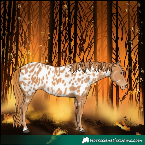 Horse Color:Chestnut Near Leopard
