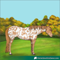 Horse Color:Chestnut Appaloosa 