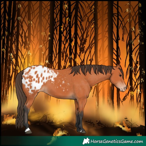 Horse Color:Bay Blanket 