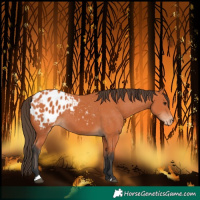Horse Color:Bay Blanket