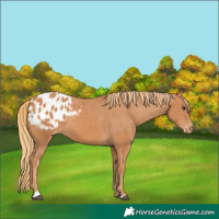 Horse Color:Chestnut Appaloosa