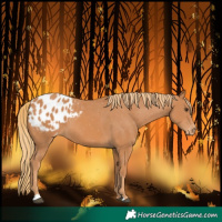 Horse Color:Chestnut Blanket