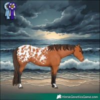 Horse Color:Bay Appaloosa