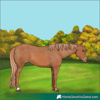 Horse Color:Chestnut Appaloosa 