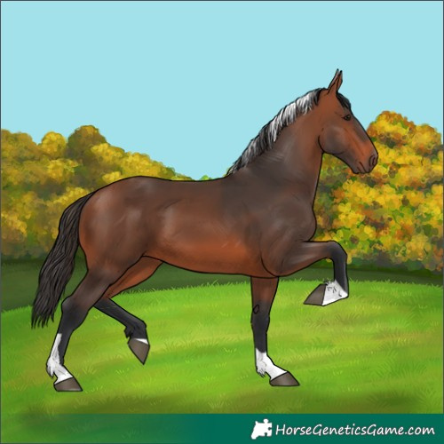 Horse Color:Bay Tobiano 