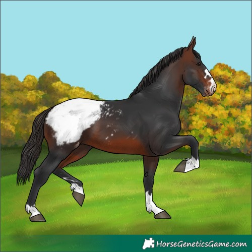 Horse Color:Brown Snowcap 