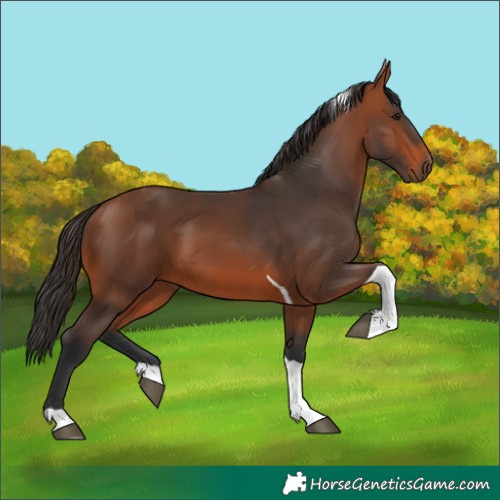Horse Color:Bay Tobiano 