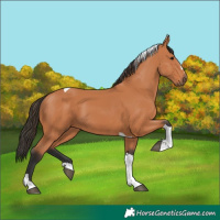 Horse Color:Bay Tobiano