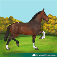 Horse Color:Bay Tobiano