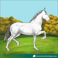 Horse Color:Bay Fewspot