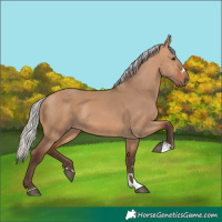 Horse Color:Silver Bay Dun 