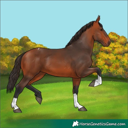 Horse Color:Bay Tobiano 