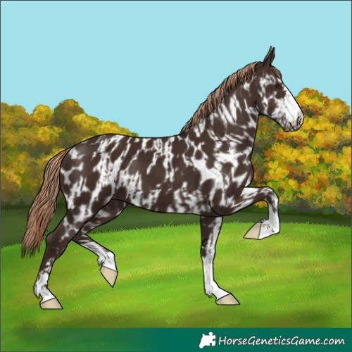 Horse Color:Liver Chestnut  and Liver Chestnut Appaloosa 
