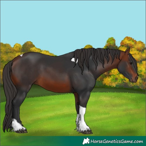Horse Color:Bay Tobiano 