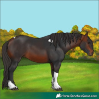 Horse Color:Bay Tobiano