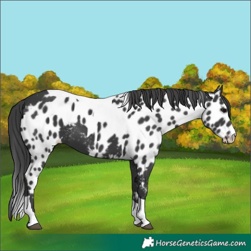 Horse Color:Black Tobiano Skewed Appaloosa 