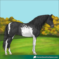 Horse Color:Black Tobiano Skewed LP Spotted 