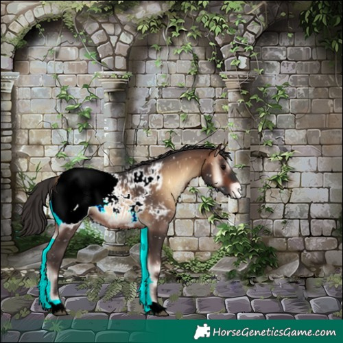 Horse Color:Brown Onyx Appaloosa