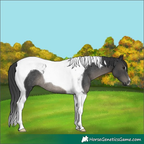 Horse Color:Black Tobiano Rabicano 