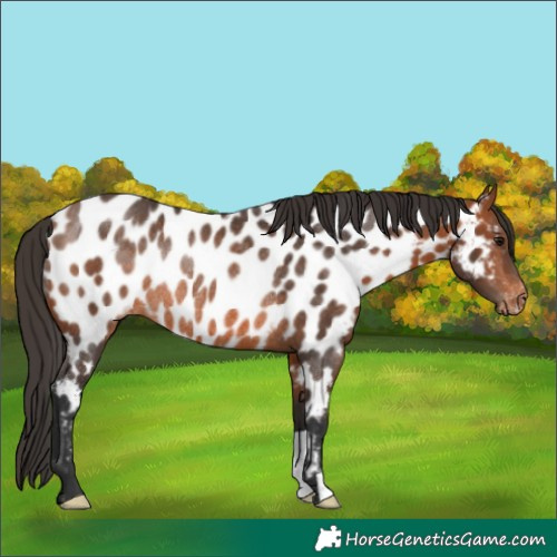 Horse Color:Bay Appaloosa Rabicano 