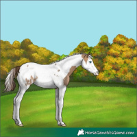 Horse Color:Bay Dun Splash Tobiano Blanket Rabicano 
