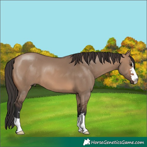 Horse Color:Brown Dun 